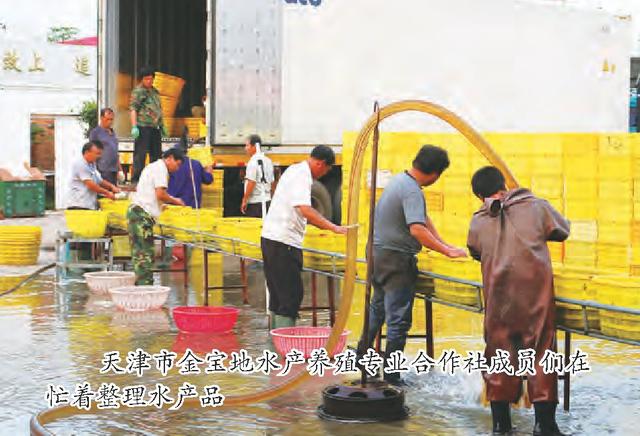打造“宝坻黄板泥鳅”品牌——记天津市金宝地水产养殖专业合作社