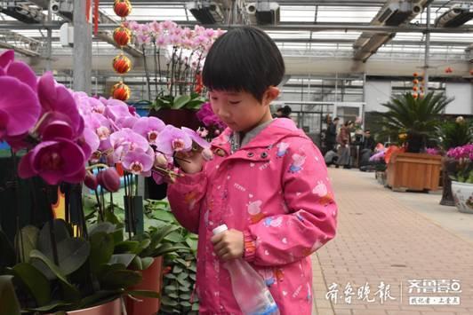 一入花海迷望眼，蝴蝶花开醉游人！滨州“壹粉看花”拥抱万平花海