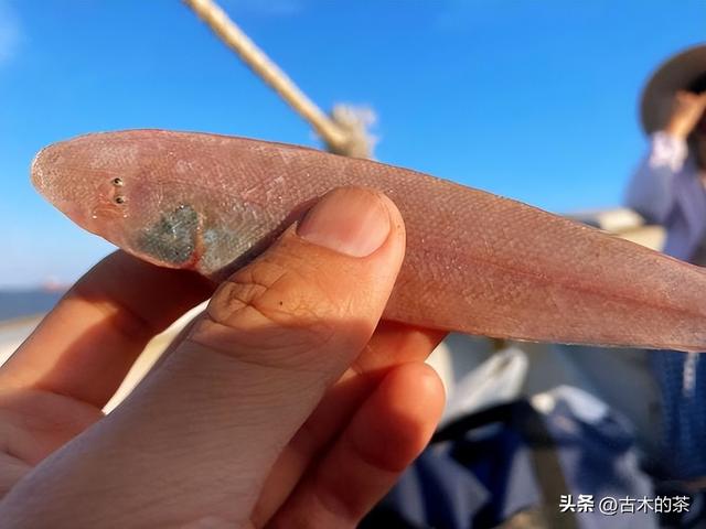 地中海鳎的生物学特性及其养殖技术