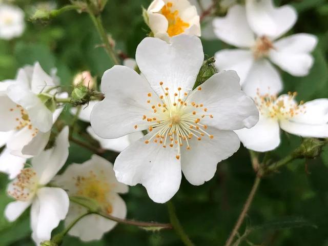 害怕买花收到蔷薇“小白花”，不如种些园艺蔷薇品种，好看耐养