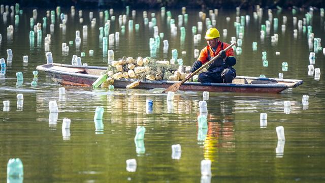 #（经济）浙江长兴：河蚌育珠春管忙