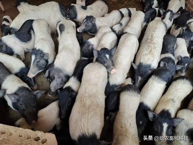 巴马香猪养殖长期运用养猪专用复合益生菌带来的积极影响