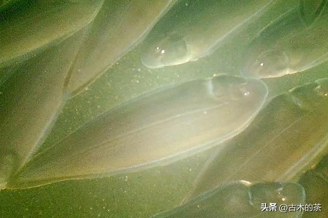 地中海鳎的生物学特性及其养殖技术