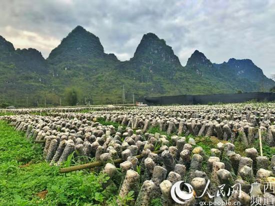 广西上林：种好“产业树”，走上振兴路