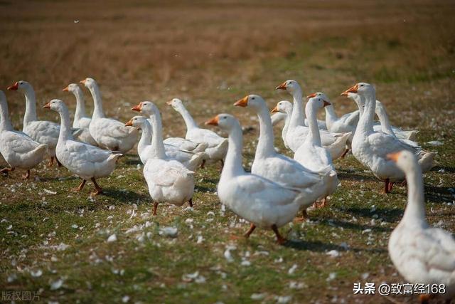 肉鹅关键养殖技术