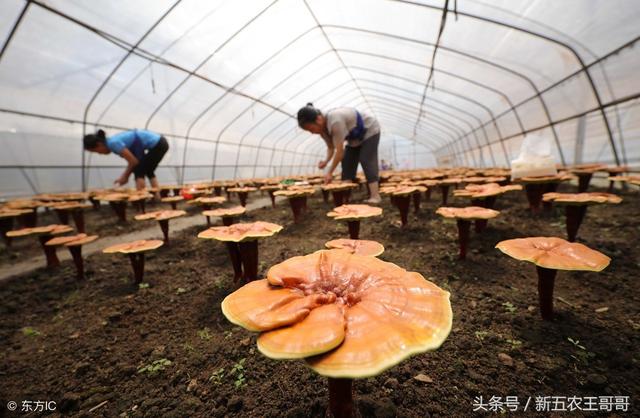 种植灵芝需要注意什么？