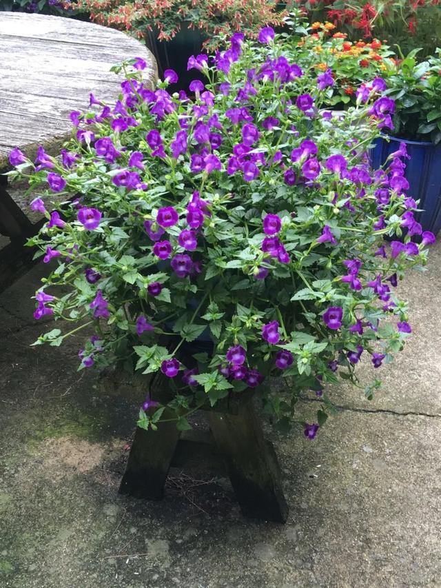 能忍受广东高温暴晒的开花植物，养这些盆栽多热都有花看