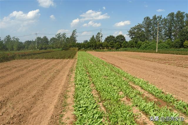 安徽农民种植贡菜，为地方特产，制成干菜身价不菲