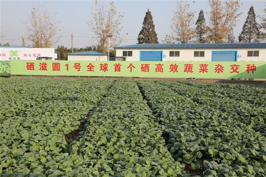 如何在不添加外源硒的非富硒土壤中生产出富硒蔬菜？我国成功育成全球首个硒高效蔬菜杂交种“硒滋圆1号”