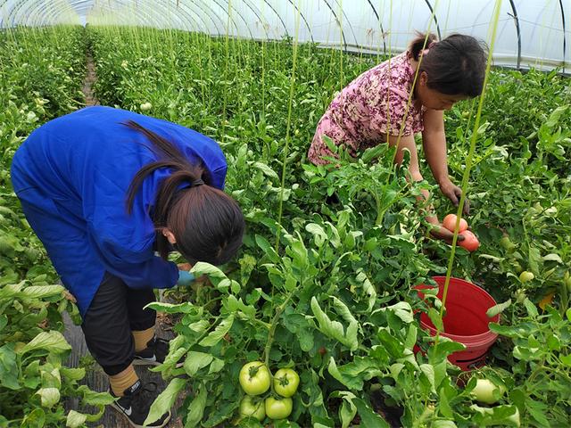 亳州市谯城区淝河镇：小小西红柿 增收致富果