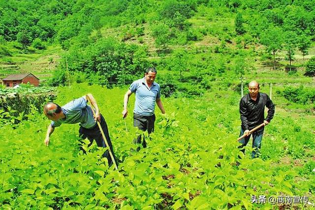 林麝养殖拓宽脱贫路