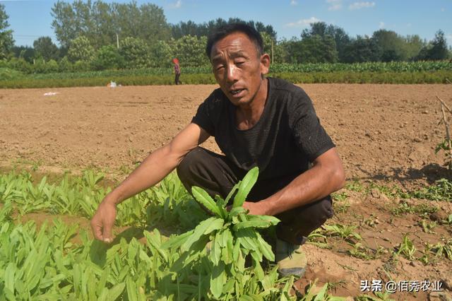 安徽农民种植贡菜，为地方特产，制成干菜身价不菲