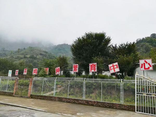 不用去京东排队买鸡，更便宜的原产地“十万步”跑山鸡来了