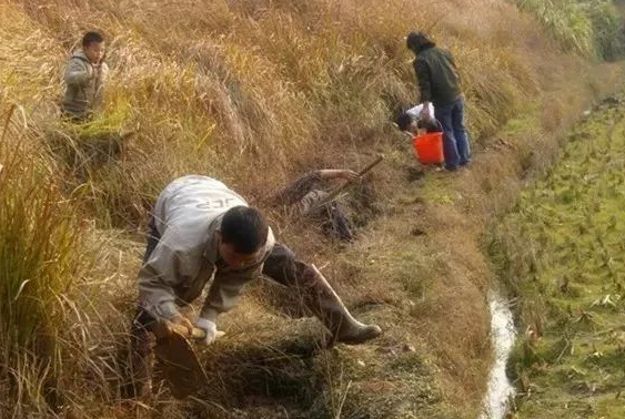 出淤泥而不染的泥鳅，内脏都能吃，被誉为“水中人参”，野生难觅