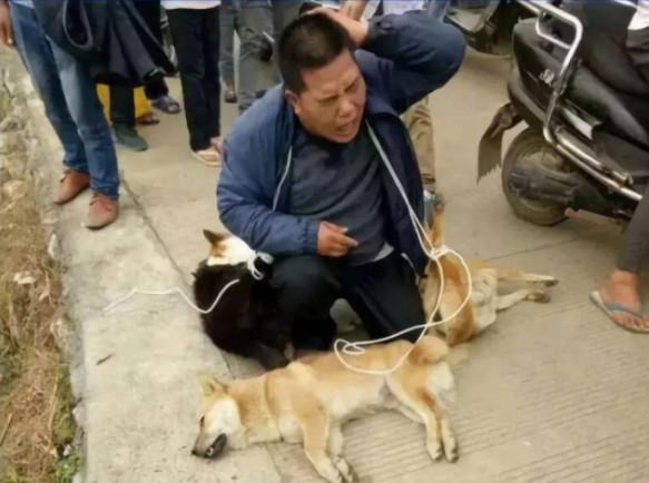 伴侣动物不该成为盘中餐，而肉用犬养殖真的大规模存在吗？