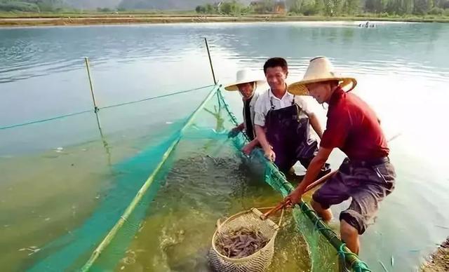 南美白对虾日常养殖管理九要点，管好虾苗+调好水质=成功一半