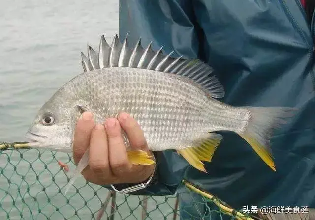 最受闽南人喜欢的野生海鱼，没有小刺，特别适合小孩子吃