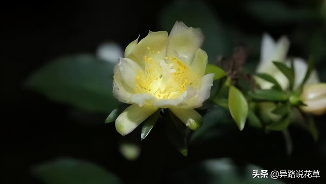 木麒麟：百花争艳甘心为背景，寓意着“倔强而坚贞、温柔又忠诚”