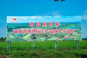 潜江市养殖小龙虾(直击南县小龙虾养殖基地：虾在稻中游，稻虾两相欢)