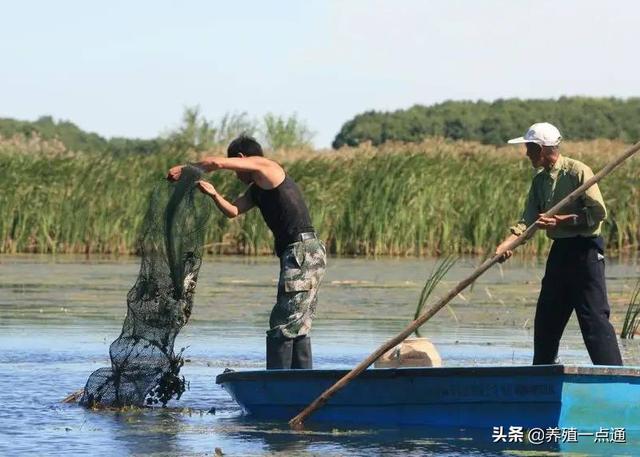 河蟹夏季养殖，换水稳水，植草改底