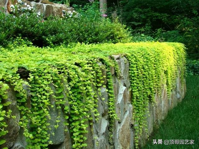 花园植物怎么种才正确？