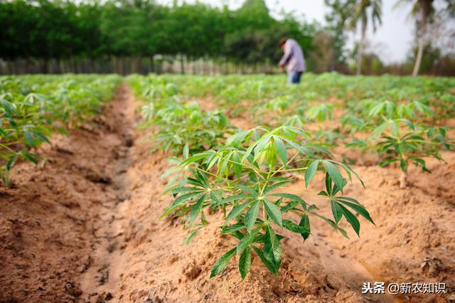 木薯种植技术，抓好这4个方面想不高产都难，你知道那4个方面吗？