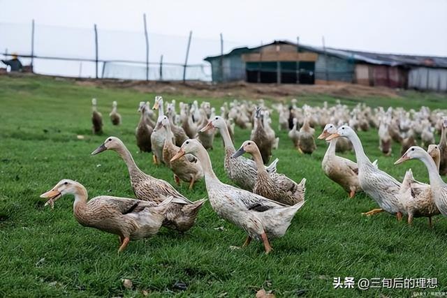 农村鸭养殖的商业机会，可行性究竟有多大？