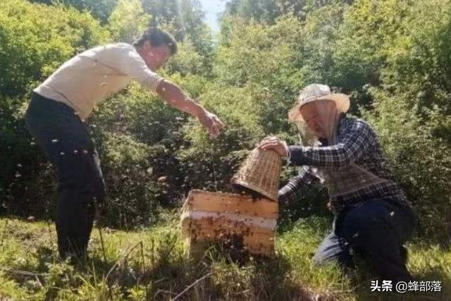 钓鱼已经过时了，现在流行钓蜂！怎么操作？2000多字让你变大师