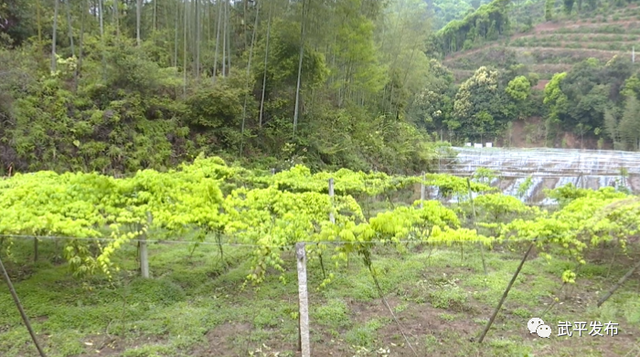 林下生财有道！年入十来万！武平这位脱贫户的生活，有盼头嘞～