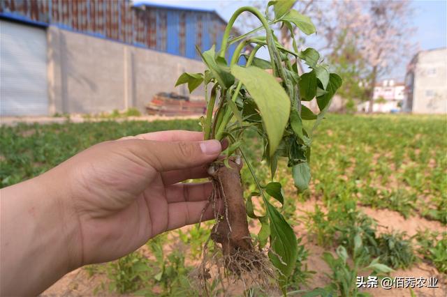 农民种植中药材，田间管理繁琐，稍有不慎就会影响产量