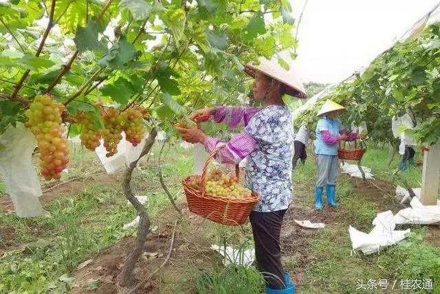 广西四季如春，有3处地方入选中国100条乡村旅游线路，想去就去