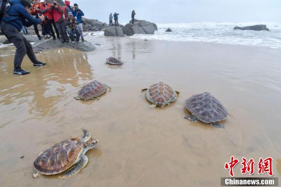 海南保护放归9只海龟“回家”