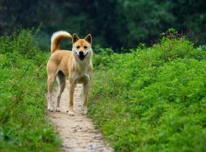 养殖土狗技术(中华田园犬体质胜过宠物犬，因四点特质极少患病，值得国人珍惜)