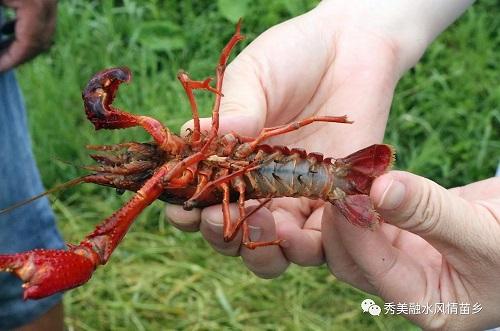 脱贫攻坚丨小龙虾“驻村”脱贫有盼头