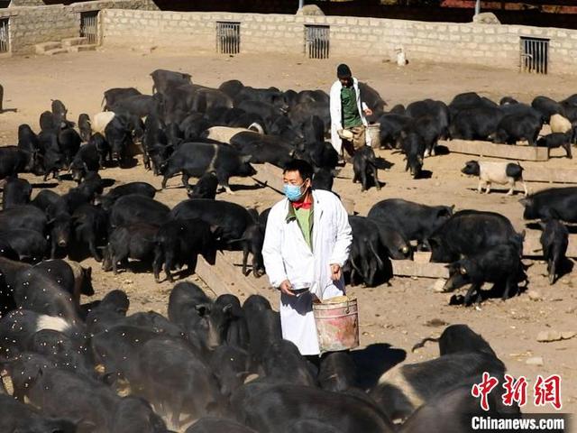 西藏林芝：藏香猪在小康大道上“赛跑”