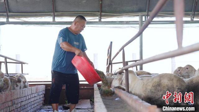 “金银花+养羊”河北武邑构建种养结合生态链助农增收