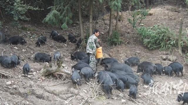 永兴县忠和村：油茶林里养藏香猪 种养结合促致富