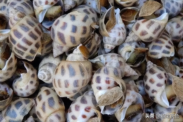 方斑东风螺的生物习性与高效的人工养殖育苗技术