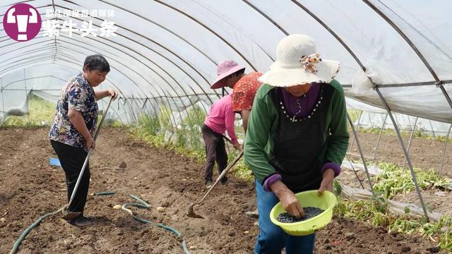 【紫牛头条】这道美味你敢吃吗？连云港“豆丹村”村民靠小青虫年增收300万