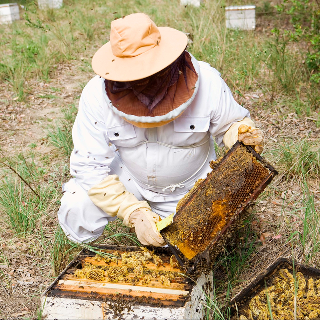 养殖蜜蜂强群必须具备的5个要素，缺少一样都很难