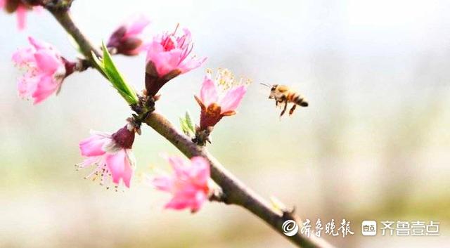 鲁南桃花映日红，蜜蜂被安排“打工”授粉