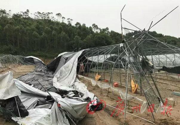 广东清远6000只孔雀暴雨中逃亡 养殖场员工放《月光下的凤尾竹》期待唤回