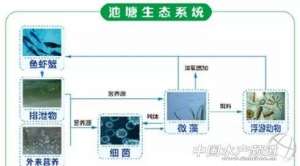 养殖花鲢鱼苗(精养鱼塘套养花鲢中，如何合理利用池塘生产能力增加花鲢产出？)