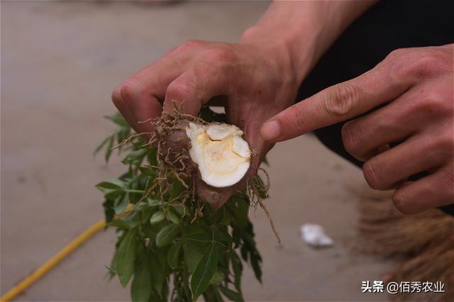 农民种植中药材，田间管理繁琐，稍有不慎就会影响产量