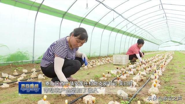 小灵芝大产业  泰山赤灵芝让泰安农民走上特色致富路