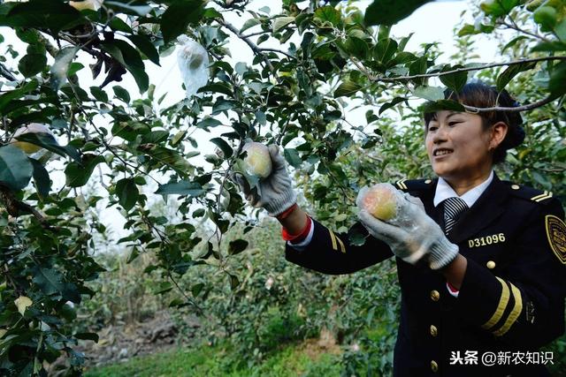 苹果清脆甘甜，柔嫩肌肤，掌握苹果种植技术要求，种出优质苹果来