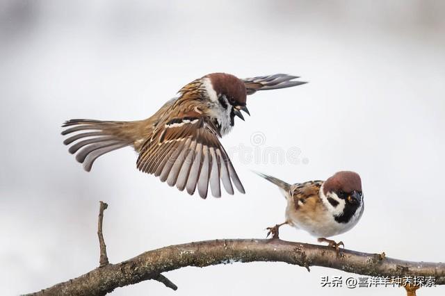 麻雀养殖