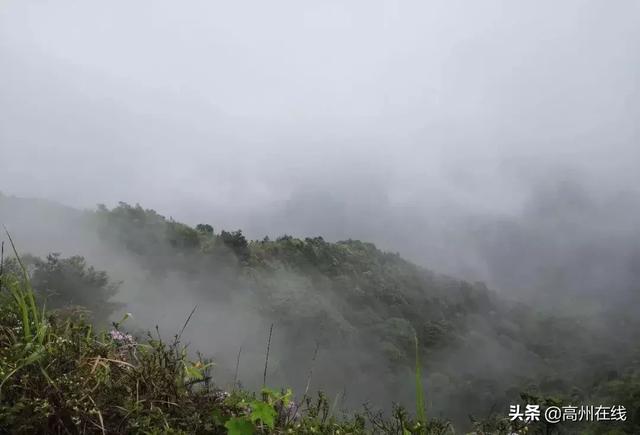 高州这一片花海你去打卡了吗？山上杜鹃花“粉”了一大片！