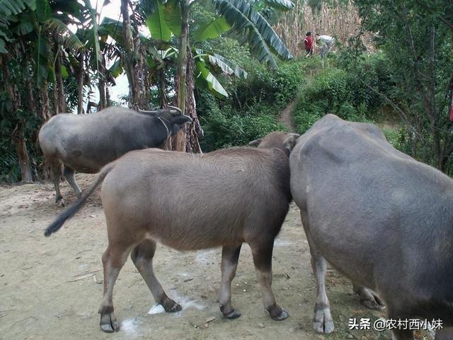 水牛养殖 水牛的养殖技术