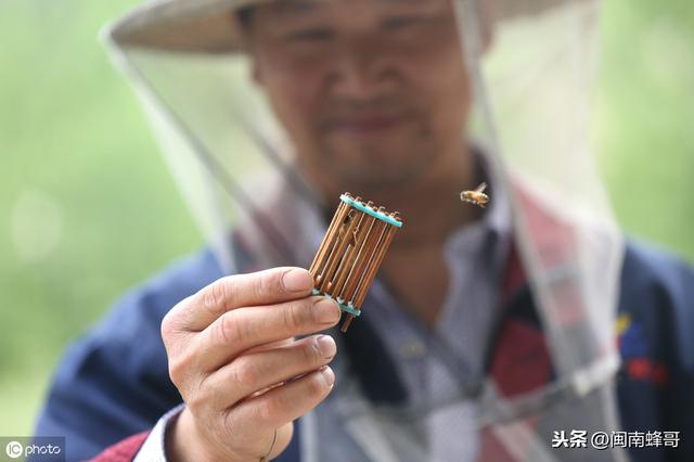 蜜源植物大流蜜，关起蜂王来采蜂蜜，真的可以高产吗？